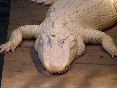 Albino Alligator-Dallas Zoo, Dallas, Texas