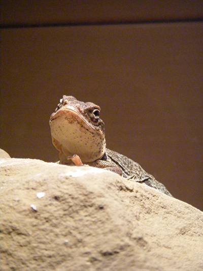 Lizard-Dallas Zoo, Dallas, Texas