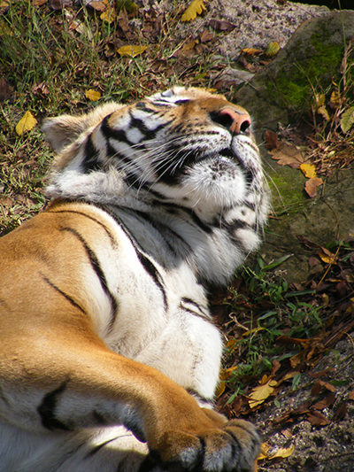 Bengal Tiger-Ft. Worth Zoo, Ft. Worth, Texas